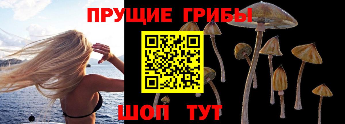 Галлюциногенные грибы Psilocybe Рубцовск